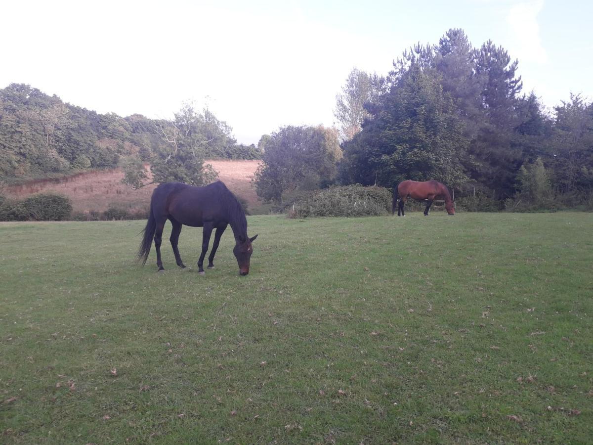 Moaps Farm B&B Support Small Business, Welcome, Check In From 5 Pm Danehill Exteriér fotografie